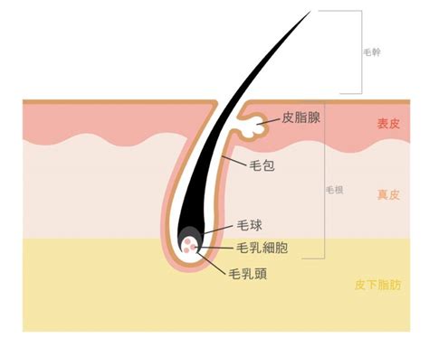 毛根鞘 気持ちいい|毛根・毛根鞘とは？抜くと毛が生えない？その意味と。